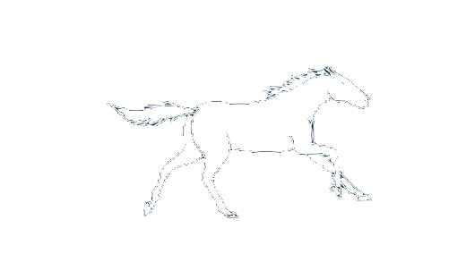 Lead white horse galloping